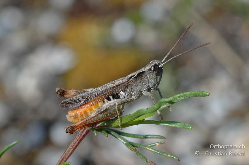 Chorthippus vagans ♂ - CH, VS, Salgesch, 28.06.2007