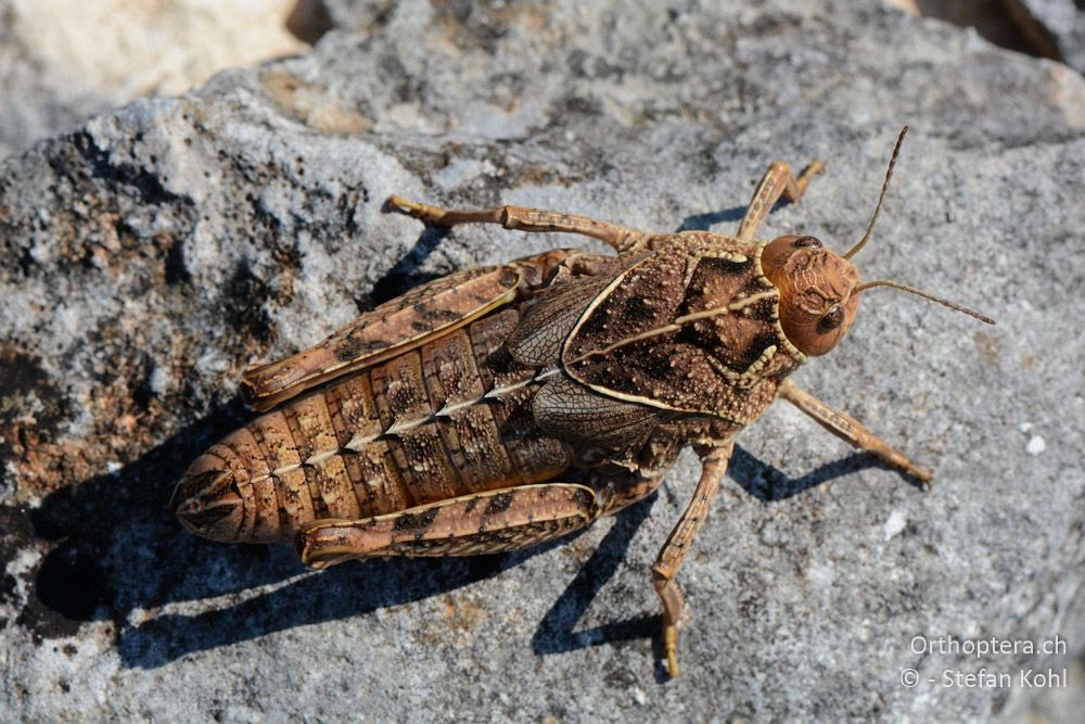 Prionotropis hystrix hystrix ♀ - HR, Istrien, Bokordići, 19.07.2015