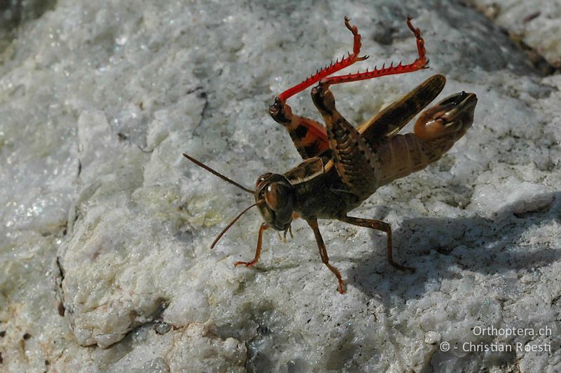 Calliptamus italicus ♂. Die Tiere kommunizieren mit auffälligen Beinbewegungen und oft tonlos - CH, VS, Salgesch, 06.08.2007