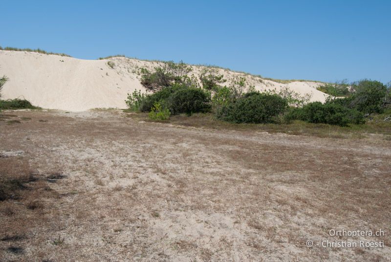 Spärlich bewachsene Sanddünen am Meer - FR, Landes, Messanges-Plage, 05.08.2009