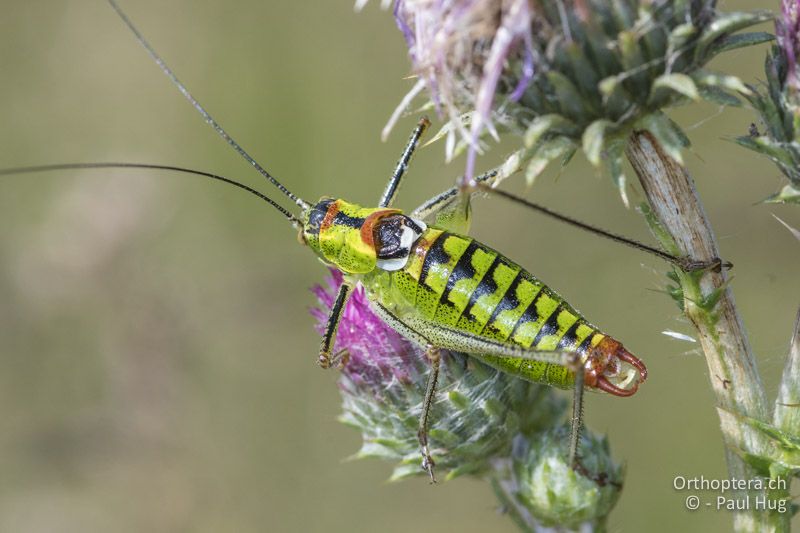 Poecilimon thoracicus ♂ - GR, Zentralmakedonien, Mt. Vrondous, 09.07.2017