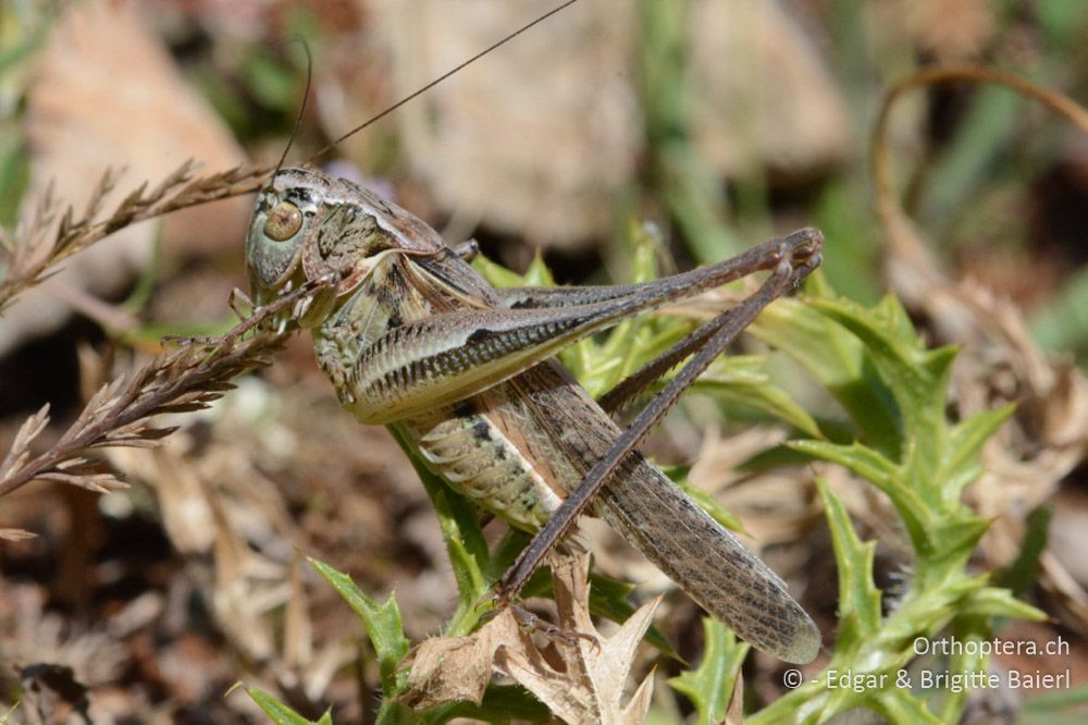 Platycleis affinis ♂ - HR, Cres, Merag, 21.06.2016