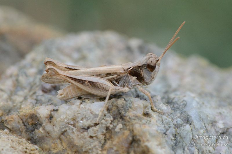 Dociostaurus jagoi ♂ - FR, Crau, 07.07.2014