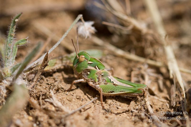 Larve von Oedaleus decorus ♂ im 4. Stadium - FR, Bouches-du-Rhône, Crau, 12.06.2012