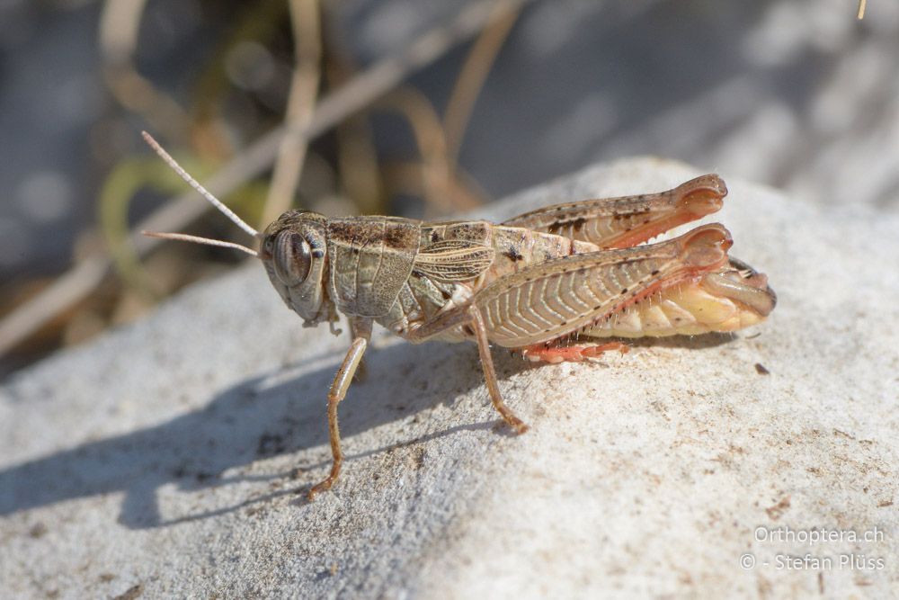 Paracaloptenus cristatus ♂ - HR, Istrien, Mala Učka, 21.07.2015