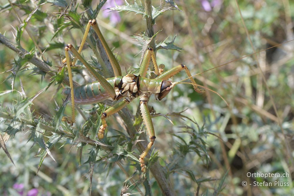 Saga natoliae ♂ - BG, Chaskowo, Matochina, 09.07.2018