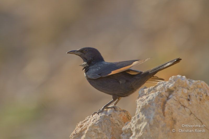 Männchen des Tristramstars (Tristram's Starling, Onychognathus tristramii). Dana, 19.05.2011