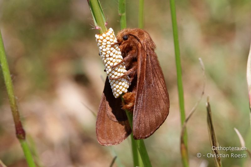 ♀ von Malacosoma franconica (oder ähnliche Art) bei der Eiablage - HR, Istrien, Galižana, 04.06.2014