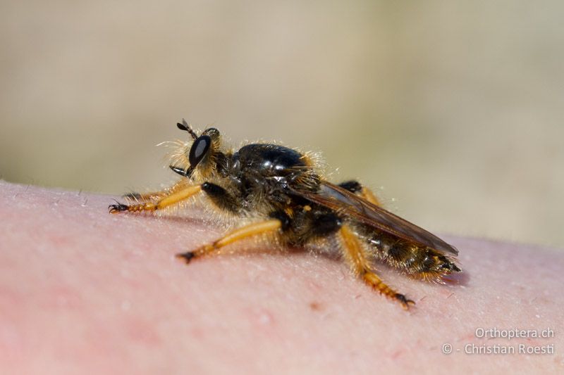 Auf dem Bein von Jacqueline hat sich eine grosse Raubfliege niedergelassen - FR, Plateau d'Aumelas, 11.07.2104