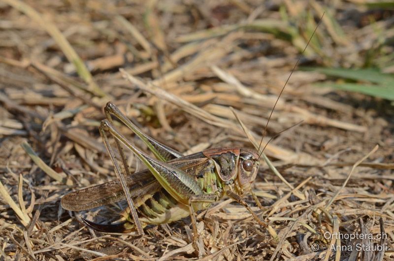 Platycleis romana ♀ - HR, Istrien, Boljunsko Polje, 20.07.2015