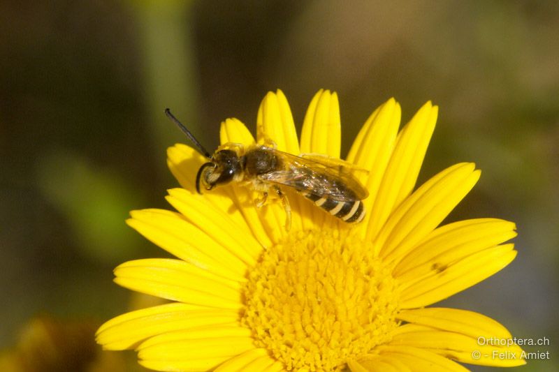 Halictus patellatus ♂ - HR, Istrien, Mala Učka, 20.07.2015