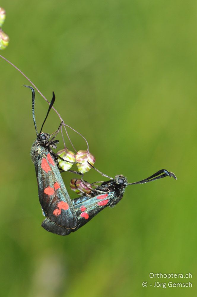 Paarung von Zygaena spec. - SLO, Sežana, Laže, 18.06.2016