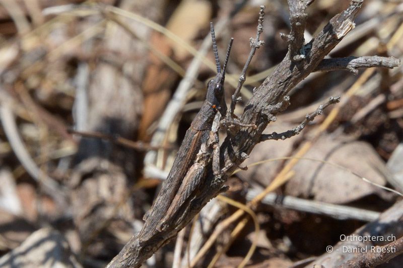 Pyrgomorhpha conica ♂ - FR, Col des Portes, 06.07.2014