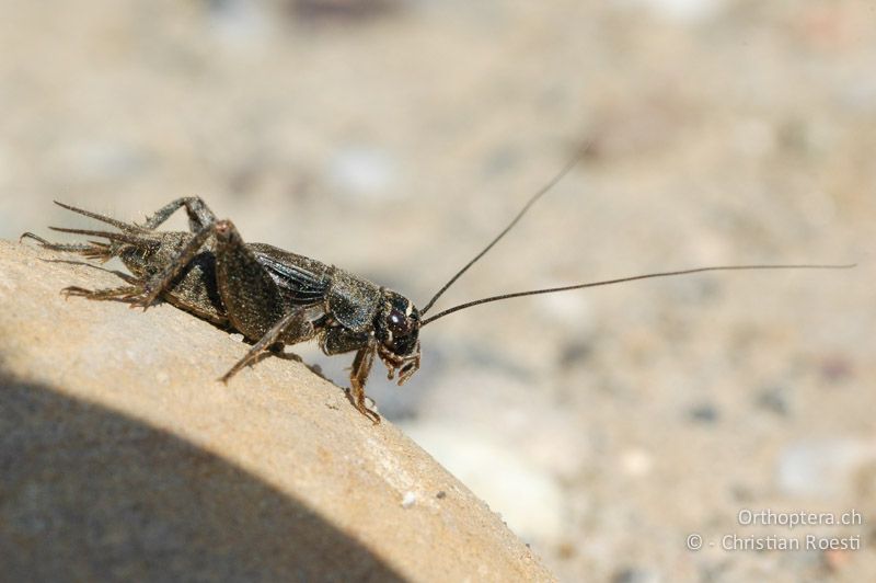 Modicogryllus frontalis ♂ - DE, Baden-Württemberg, Buggingen, 12.05.2007