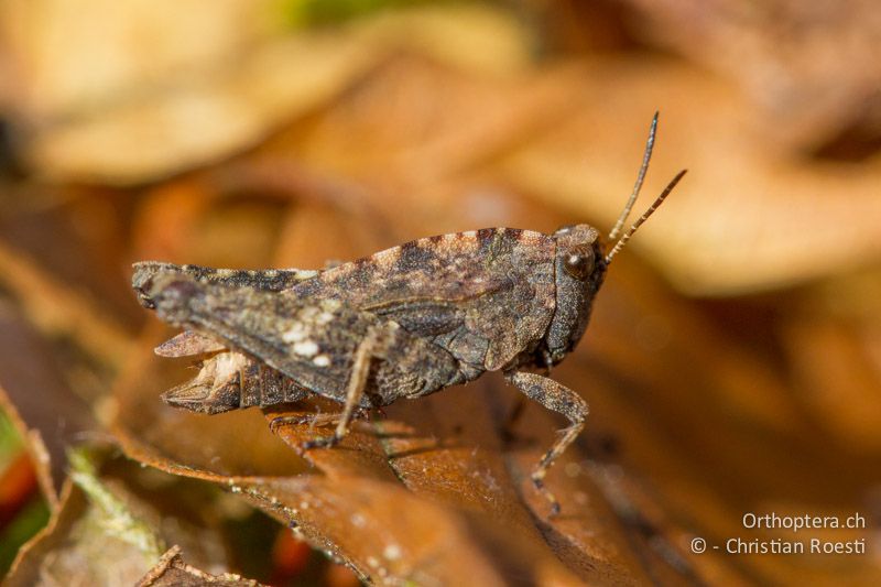 Tetrix undulata ♂ - CH, BE, Bickigen, 21.03.2012