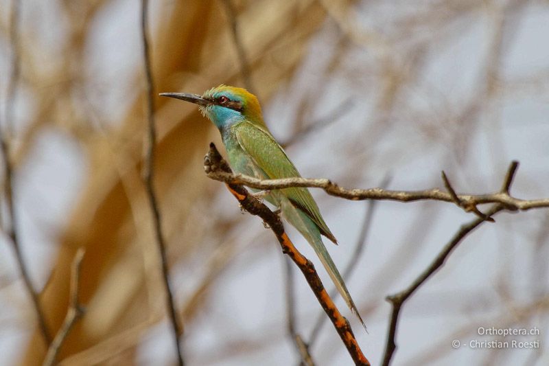 Smaragdspint (Little Green Bee-eater, Merops orientalis orientalis). Aqaba. 17.04.2011