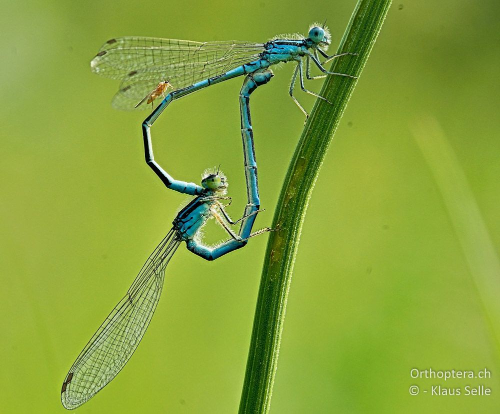 Gabel-Azurjungfer (Coenagrion scitulum) Paarungsrad - HR, Istrien, Račja Vas 25.06.2016