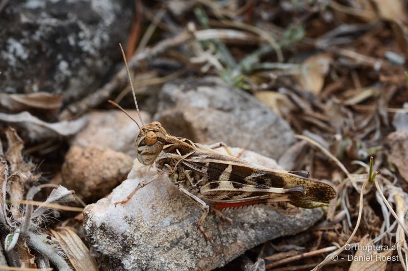 Oedaleus decorus ♂ - HR, Insel Cres, 23.07.2015