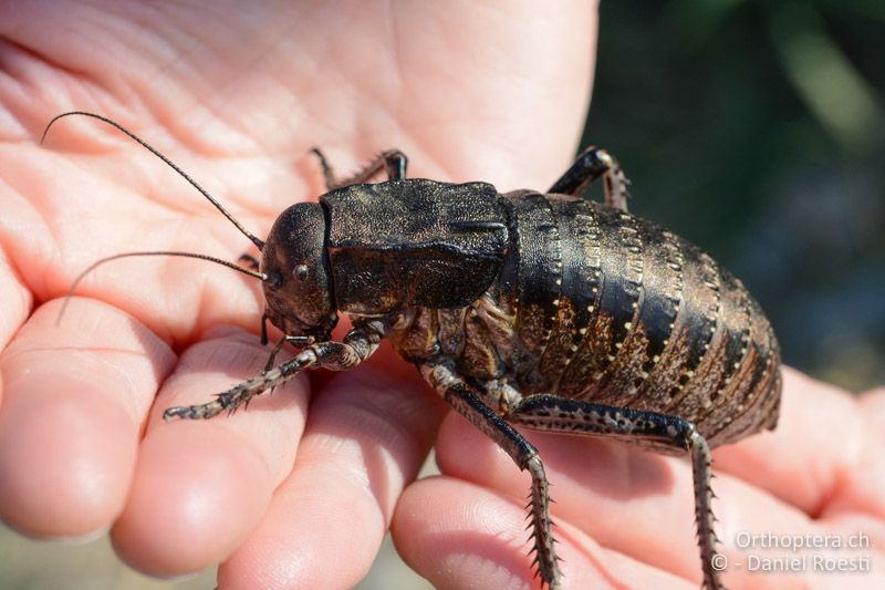 Die Schwerste, Bradyporus dasypus ♂ - GR, Zentralmakedonien, Paralia Ofriniou, 07.07.2017