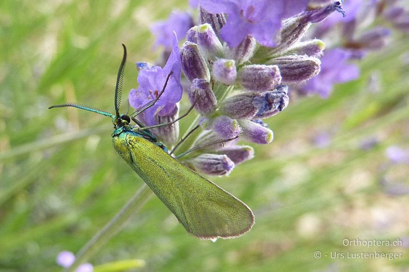 Grünwidderchen an Lavendel - FR, Mont Ventoux, 04.07.2014