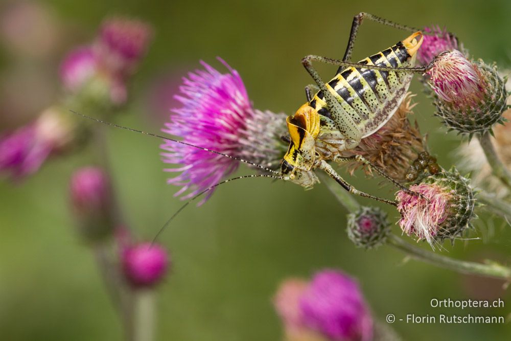 Grosse Buntschrecke (Poecilimon ornatus) - Mt. Vrondous, 28.07.2012