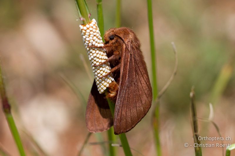 ♀ von Malacosoma franconica (oder ähnliche Art) bei der Eiablage - HR, Istrien, Galižana, 04.06.2014