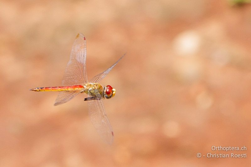 Pantala flavescens, Pantala ♂ - SA, Gauteng, Pretoria National Botanical Garden, 16.01.2015