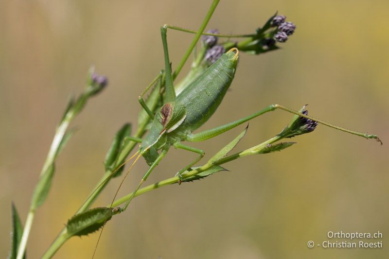 Isophya modesta ♂ - AT, Burgenland, Rohrbach bei Mattersburg, 05.07.2016