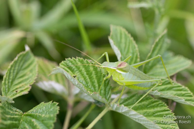 Isophya leonorae ♂ - BG, Blagoewgrad, Bergwiese bei Pass nach Pirin, 12.07.2018