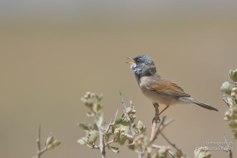 Männliche Brillengrasmücke (Spectacled Warbler, Sylvia conspicillata). Dana, 19.05.2011