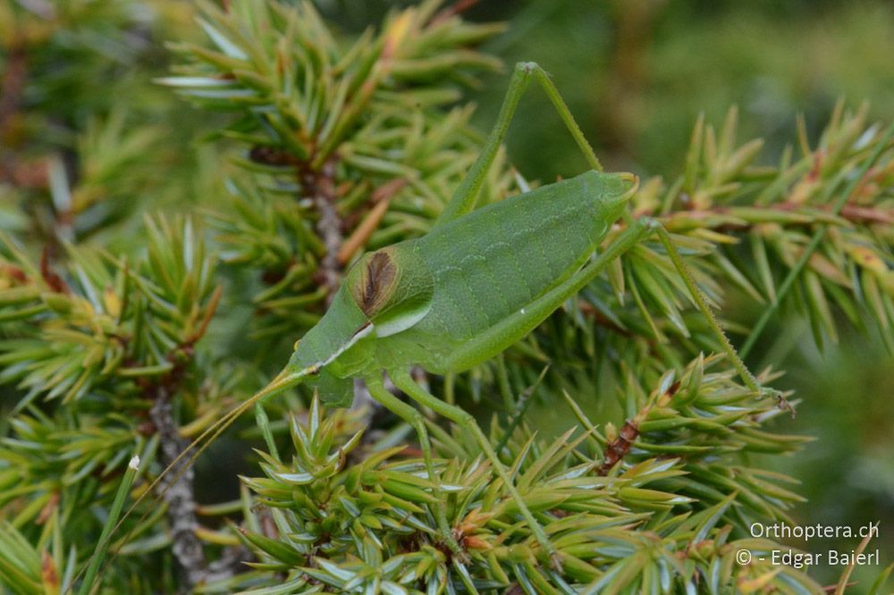 Isophya leonorae ♂ - BG, Blagoewgrad, Bergwiese bei Pass nach Pirin, 12.07.2018