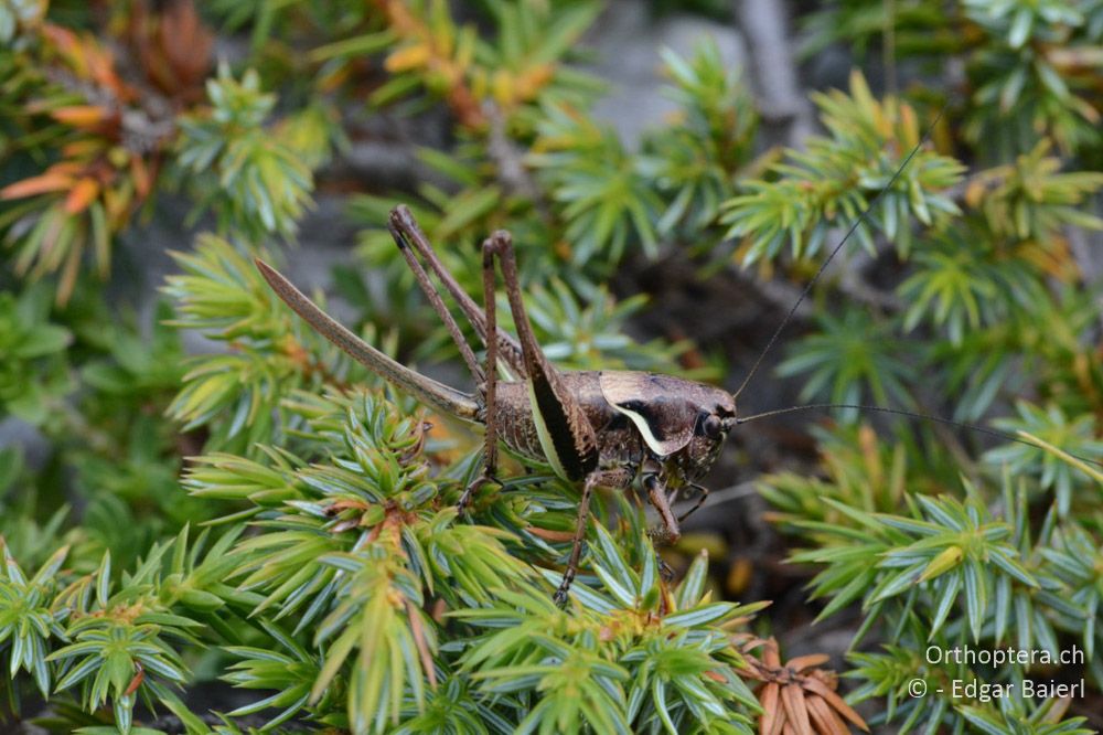 Pholidoptera rhodopensis ♀ - BG, Blagoewgrad, Bergwiese bei Pass nach Pirin, 12.07.2018