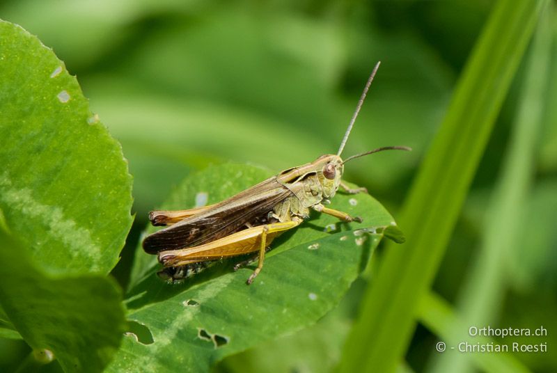 Omocestus viridulus ♂ - CH, BE, Wasen, 11.07.2010