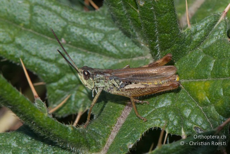 Chorthippus apricarius ♂ - FR, Pyrénées-Orientales, Corsavy, 06.08.2008