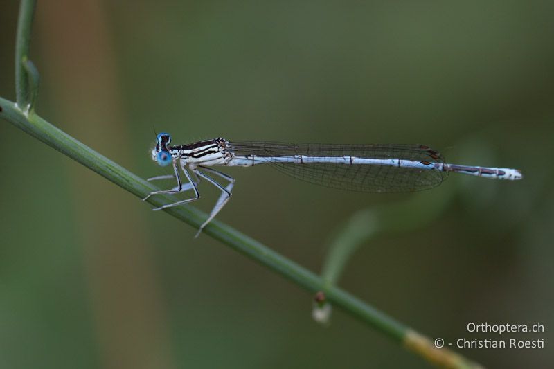 Blaue Federlibelle Platycnemis pennipes ♂ - GR, Zentralmakedonien, Dorjan-See, 09.07.2013