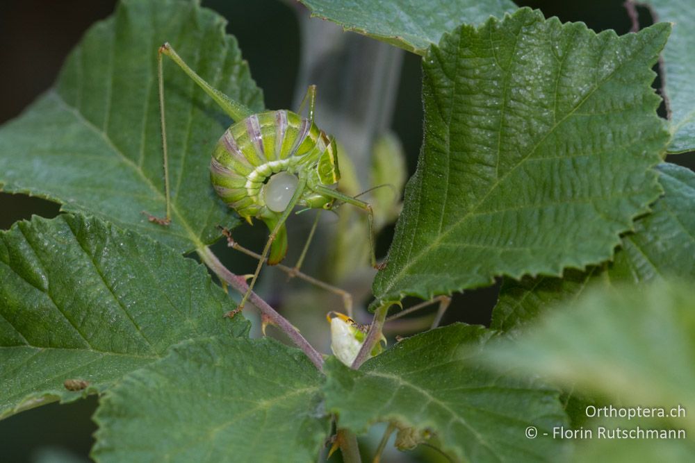 Das Weibchen fällt nach der Paarung sogleich über die nahrhafte Spermatophore her - Bei Tyria, 12.07.2011