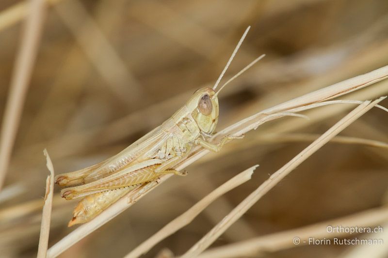 Euchorthippus declivus ♂ - GR, Thessalien, Elassona, 17.07.2012