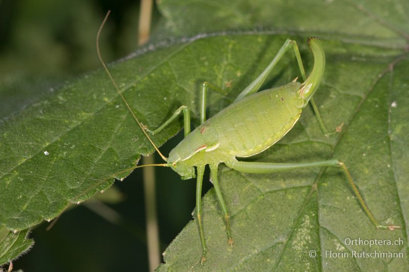 Isophya modesta ♀ - AT, Burgenland, Rohrbach bei Mattersburg, 05.07.2016