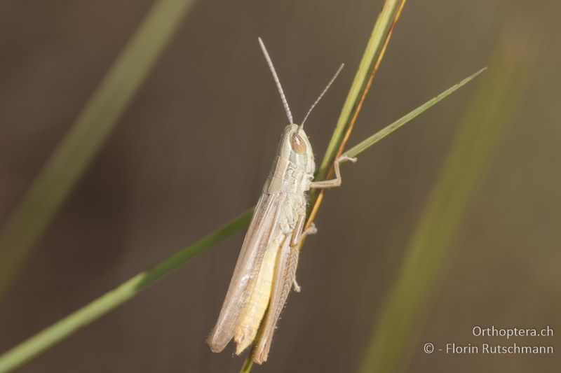 Euchorthippus pulvinatus ♂ - HU, Südliche Grosse Tiefebene, Kecskemét, 08.07.2016