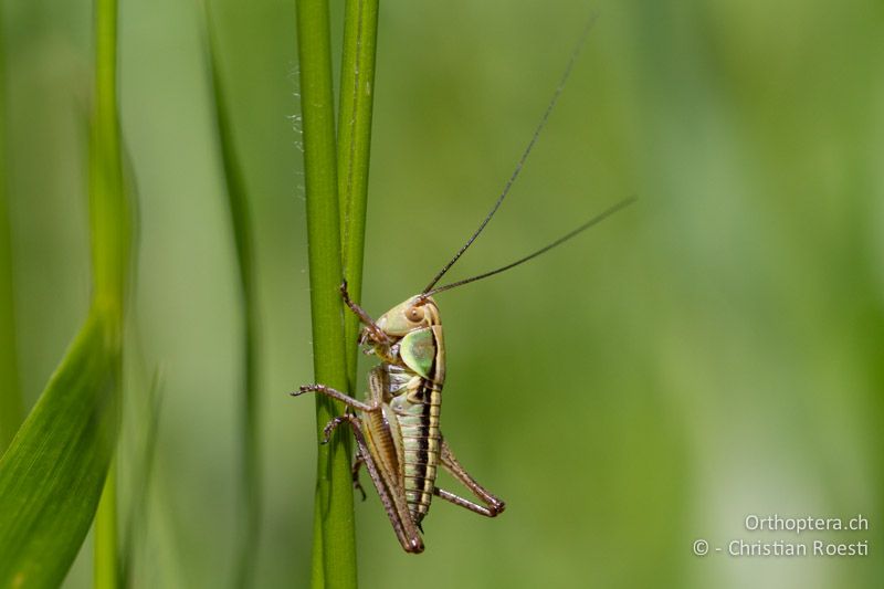 Larve von Roeseliana roeselii roeselii - HR, Istrien, Račja Vas, 10.06.2014