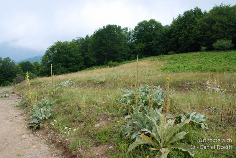 Lebensraum von fünf Poecilimon-Arten - GR, Westmakedonien, Mt. Vernon, 10.07.2013