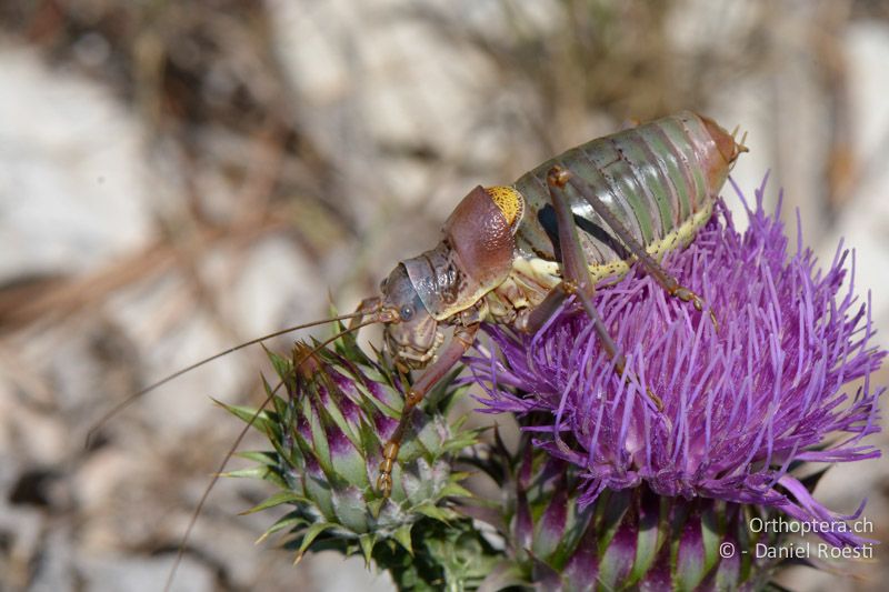 Provence-Sattelschrecke (Ephippiger provincialis) ♂ - FR, Col des Portes, 06.07.2014