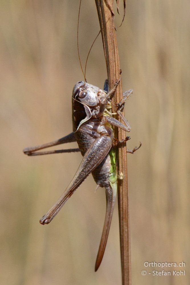 Pholidoptera littoralis littoralis ♀ - HR, Istrien, Bokordići, 19.07.2015