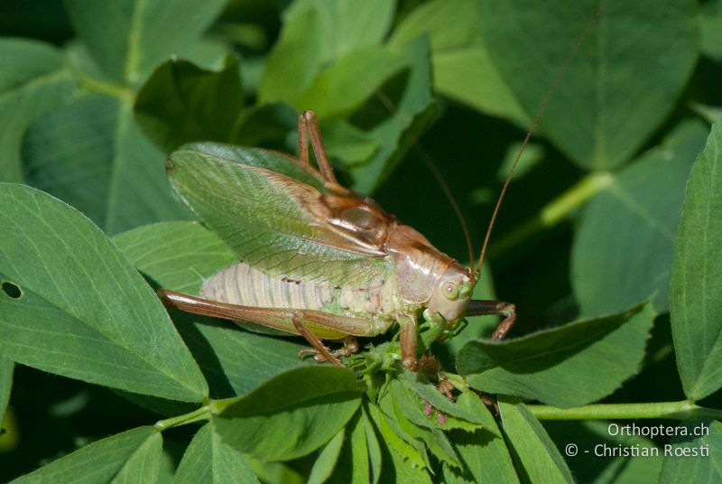 Tettigonia cantans ♂ - CH, BE, Bern, 19.09.2010