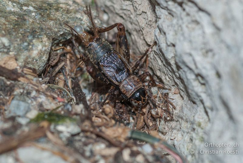 Nemobius sylvestris ♂ - FR, Alpes-Maritimes, Saint-Dalmas, 28.09.2009