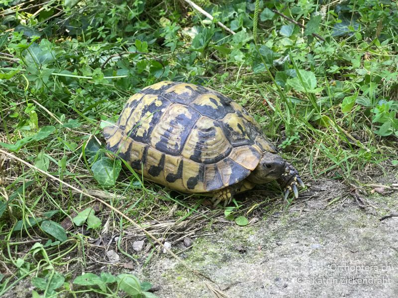 Landschildkröte - BG, Blagoewgrad, Melnik, 13.07.2018