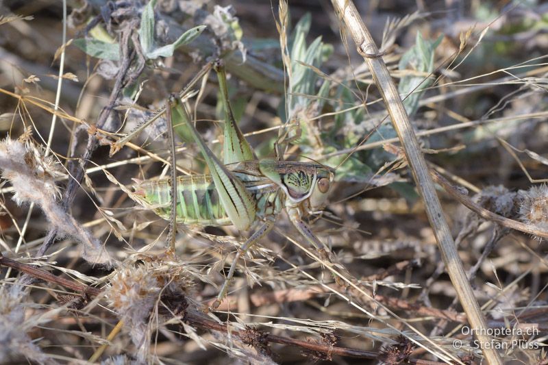 Gampsocleis abbreviata ♂ - GR, Zentralmakedonien, Vyroneia, 08.07.2017