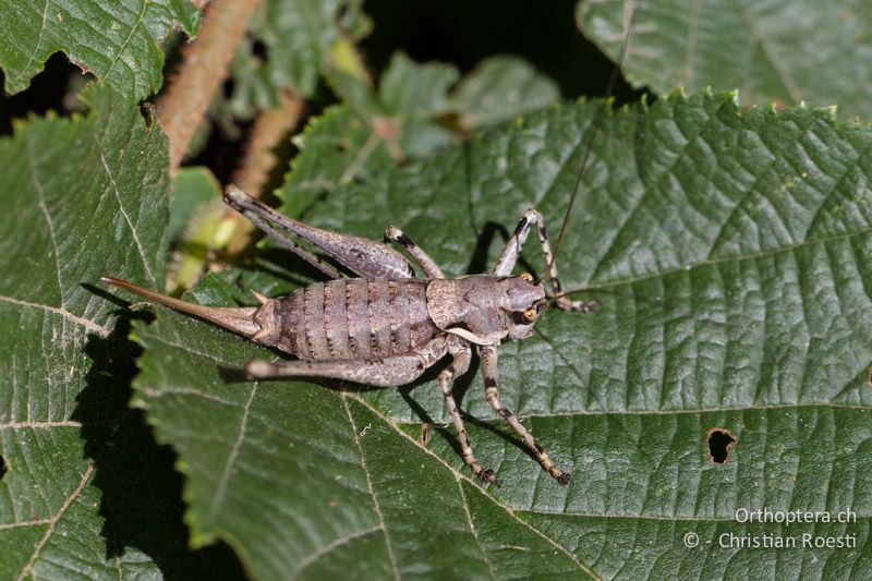 Antaxius pedestris ♀ - CH, VS, Gampel, 10.08.2013