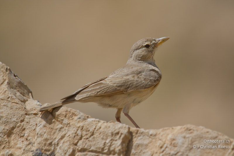 Steinlerche (Desert Lark, Ammomanes deserti). Dana, 18.05.2011