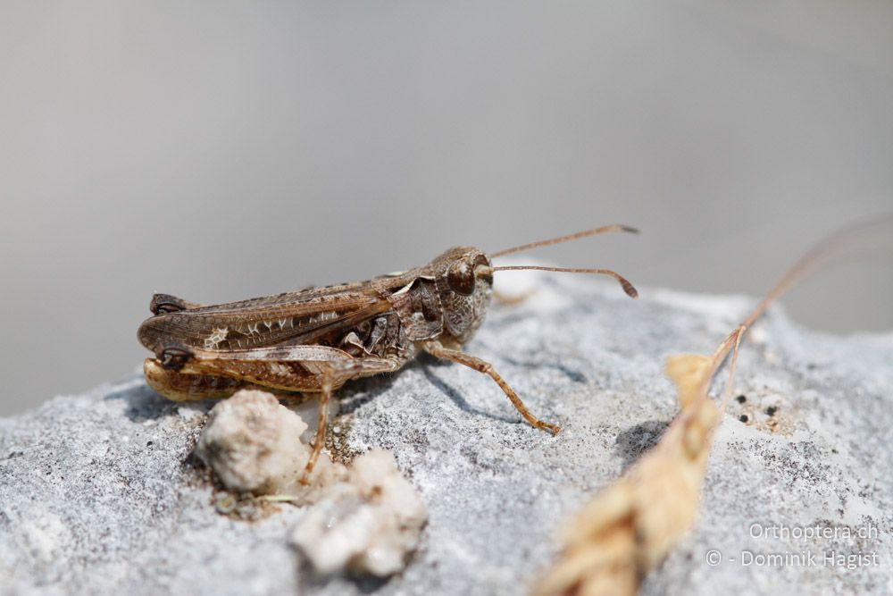 Myrmeleotettix maculatus - Auf dem Gipfel des Mt. Tomaros, 13.07.2011